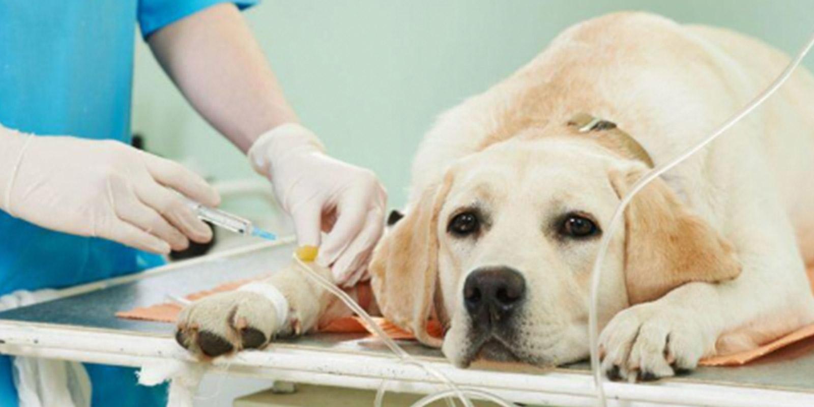 TJDFT condena veterinário por sofrimento desnecessário a animal de estimação TJDFT condena veterinário por sofrimento desnecessário a animal de estimação
